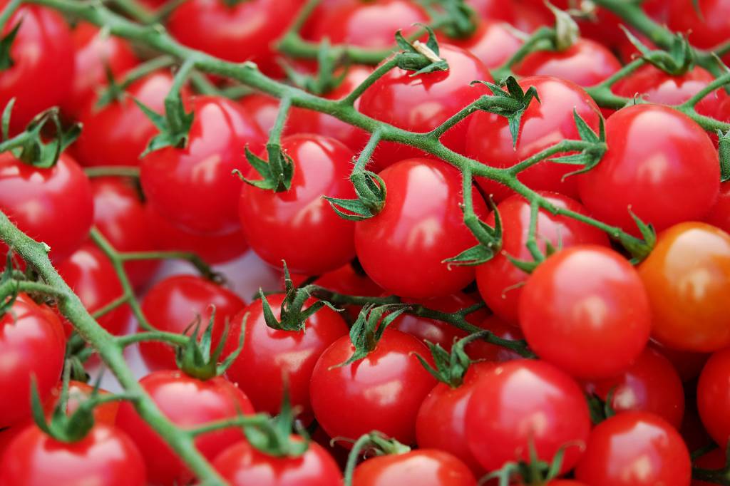 Tomate: encerramento da colheita e preços em alta pela segunda semana consecutiva