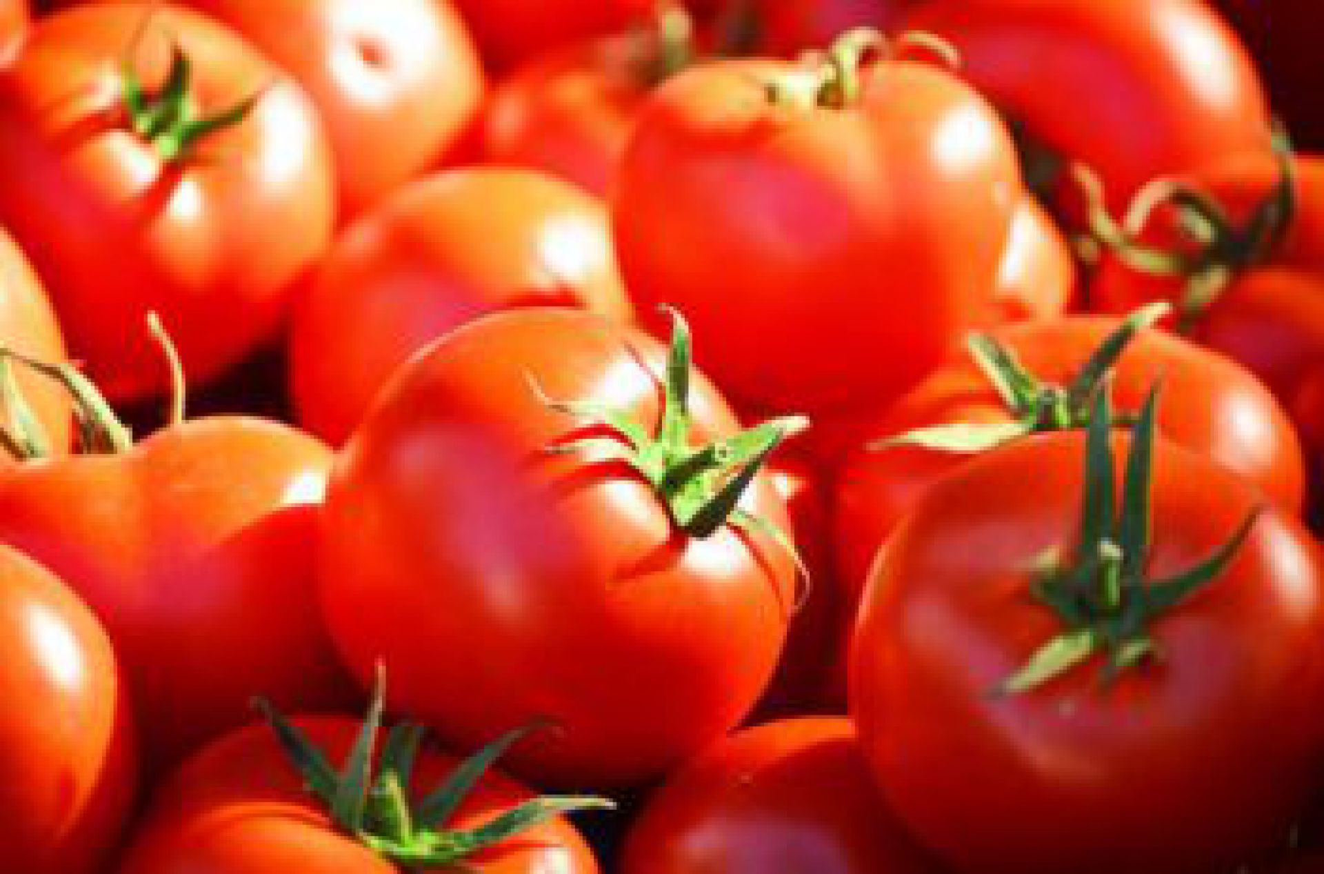 Preços de comercialização do tomate caem pela terceira semana consecutiva