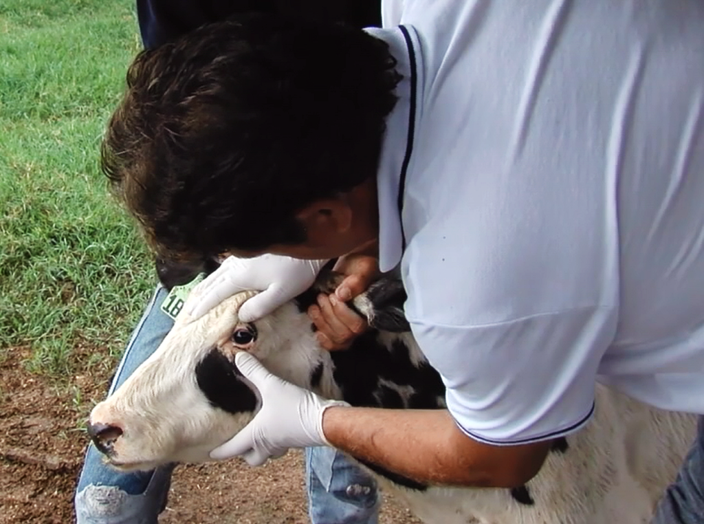 Canal do Boi parabeniza médicos veterinários