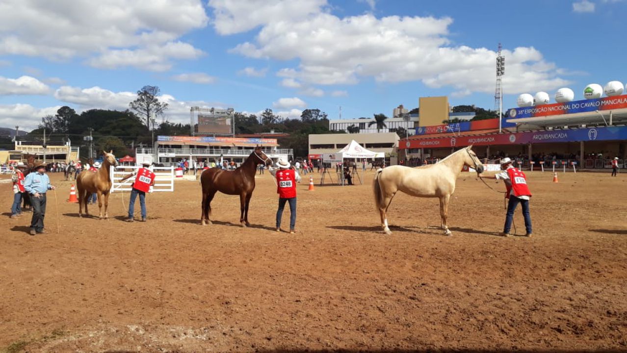38º Exposição Nacional do Cavalo Mangalarga Marchador acontece em Belo Horizonte - MG
