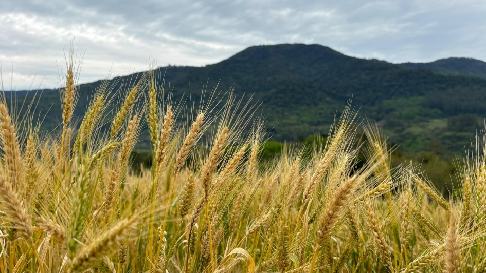 Tempo seco e luminosidade favorecem desenvolvimento do trigo em RS