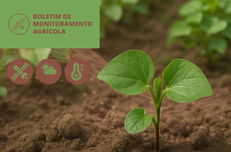 Regiões produtoras registram chuvas irregulares e mal distribuídas em novembro