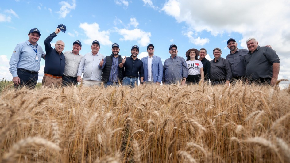 RS vai ter uma safra de trigo de cerca de 3,7 milhões de toneladas