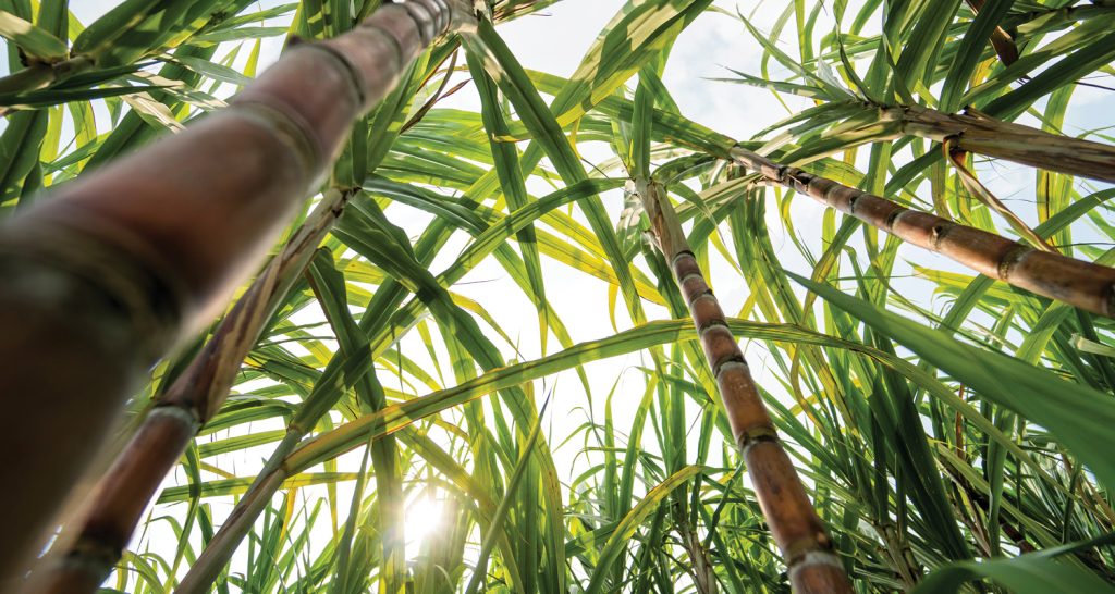 Produção paulista de cana-de-açúcar recua 5,2% na safra 2025/26, impactada por clima adverso