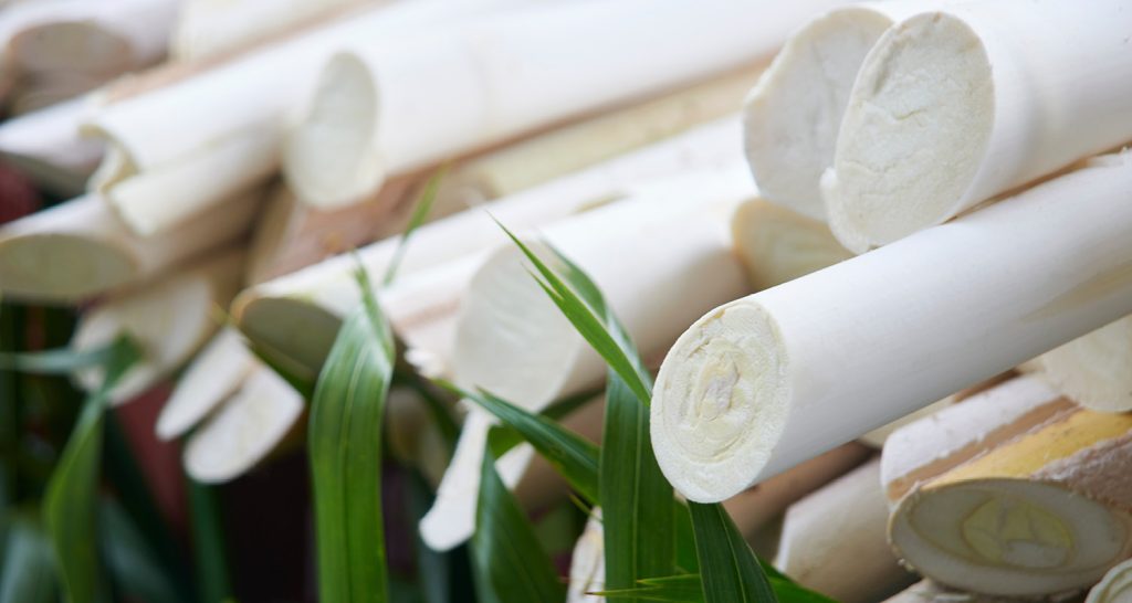 Palmito pupunha do Vale do Ribeira conquista selo de Indicação Geográfica