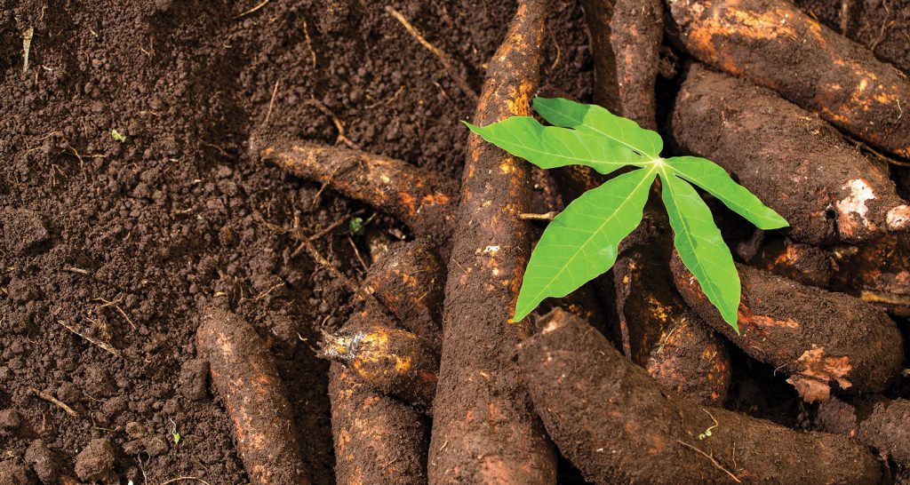 Altas expressivas em produtos agrícolas marcam o mês de outubro em São Paulo
