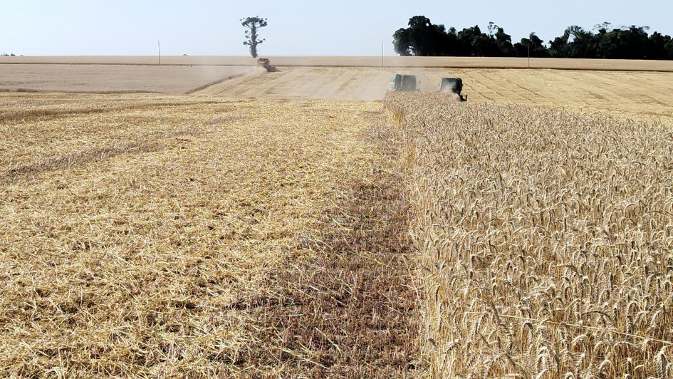 Colheita do trigo é finalizada no RS