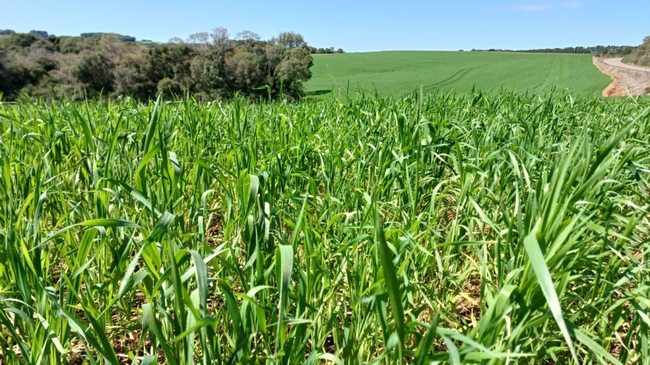 Trigo apresenta desenvolvimento satisfatório no RS