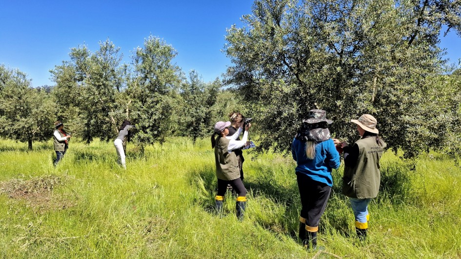Efeitos climáticos nas oliveiras são tema de estudo da Seapi do Rio Grande do Sul