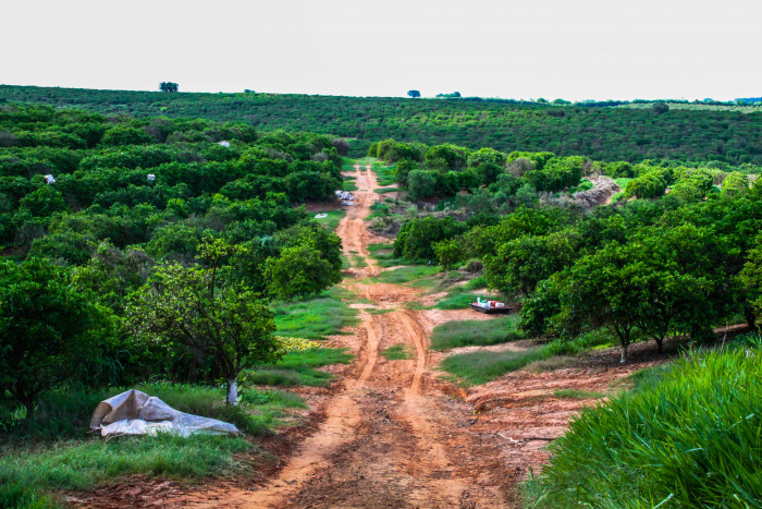 Sanidade Vegetal - Citricultores têm até 15 de janeiro para enviar o Relatório Cancro/Greening