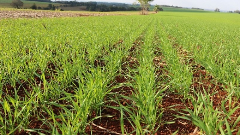 Condições climáticas variáveis dificultam plantio do trigo no RS