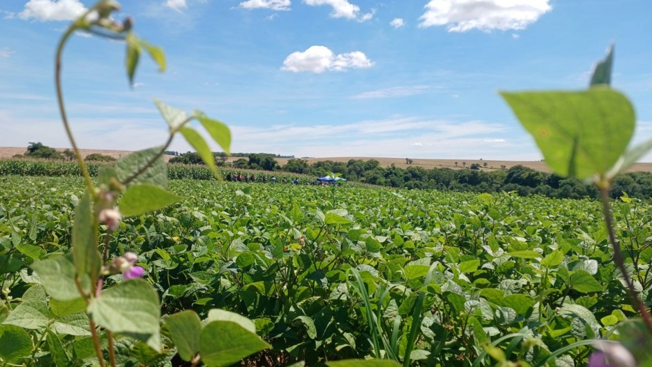 Plantio do Feijão 1ª Safra se aproxima do final no RS