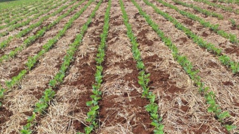 Soja no RS: plantio acelera e desenvolvimento inicial é adequado