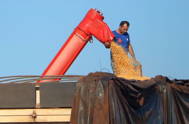 Produção de milho em MS supera 14 milhões de toneladas colhidas