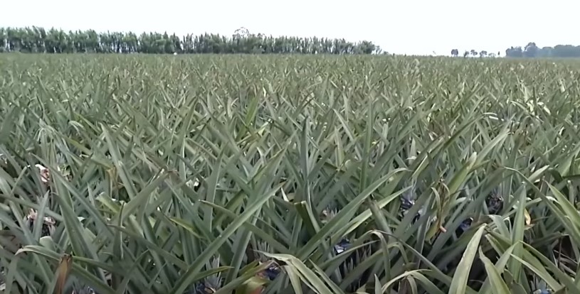 Agricultor comemora produção de abacaxi em assentamento de Sidrolândia
