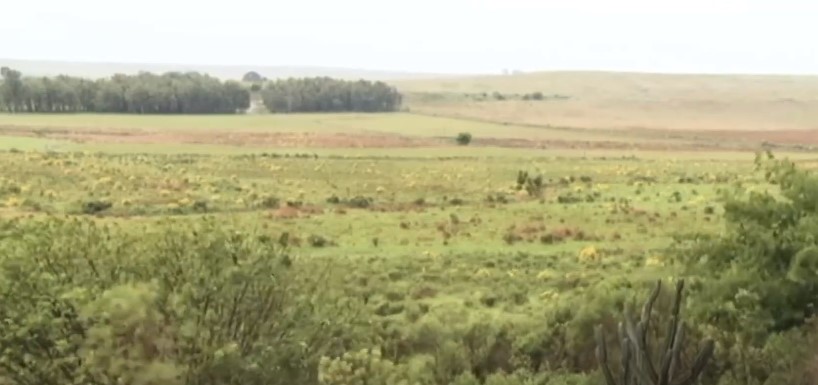 Prazo para autorização no bioma Pampa é prorrogado
