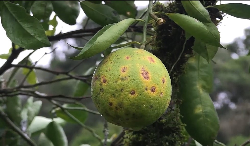 Principal doença que atinge a laranja é o greening