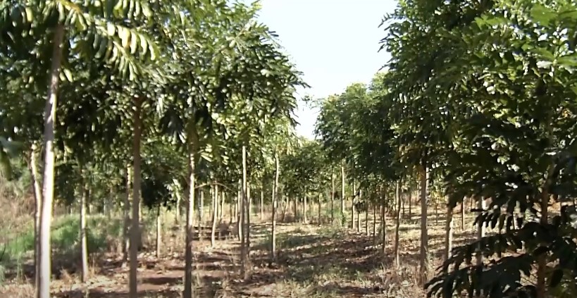 Produtor investe no cultivo do mogno africano em MS