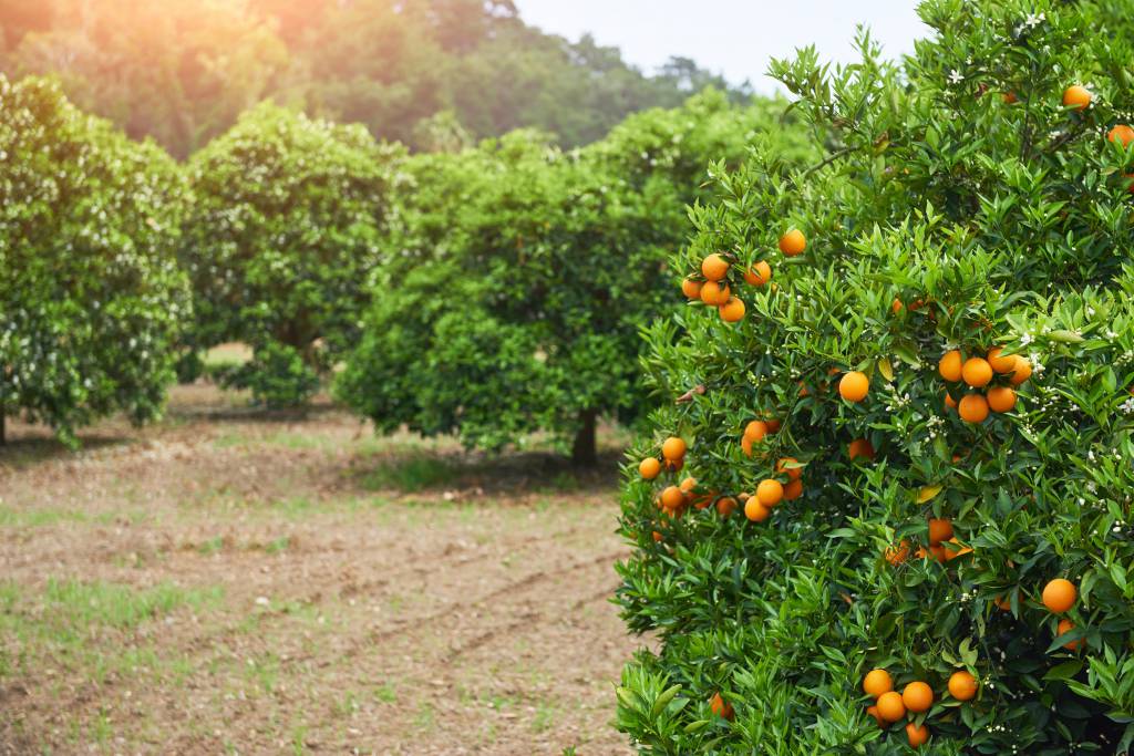 Preços da laranja atingem recordes, segundo o Cepea