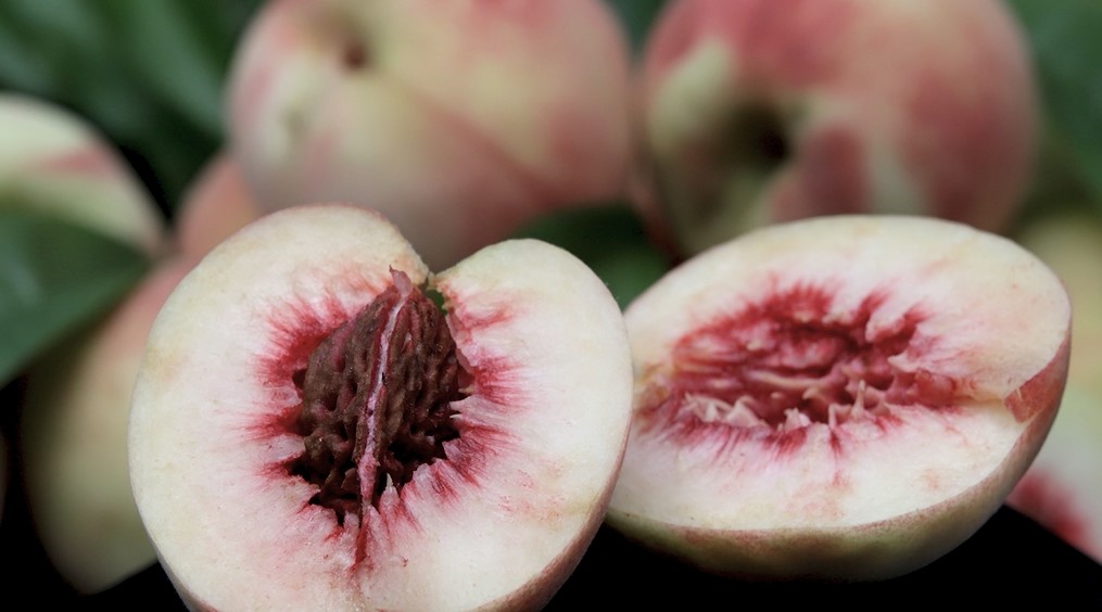 Novo pessegueiro produz frutos menores com melhor sabor
