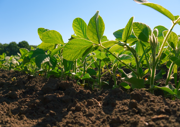 Registro de 51 defensivos agrícolas é publicado no Diário Oficial da União