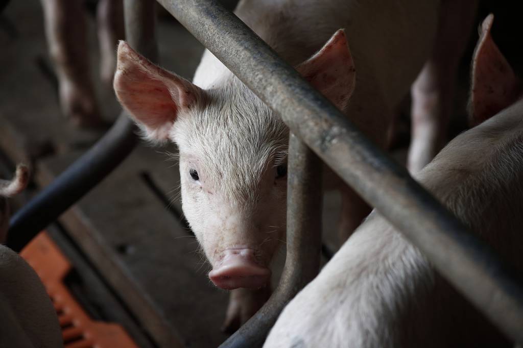 Demanda da carne suína tem aumento em novembro, aponta o Cepea