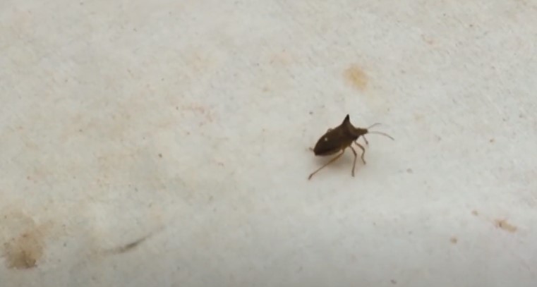 Manejo integrado de pragas reduz em 50% as aplicações de inseticida na lavoura