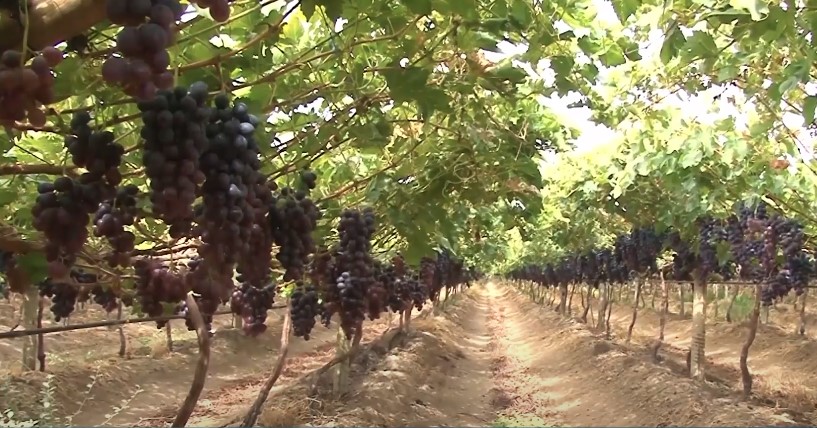 Plantação de uva para produção de vinhos aumenta em São Paulo