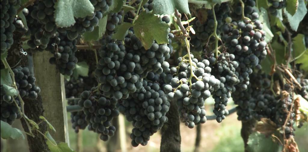  Preços da uva negra sem semente estão em queda no Vale do São Francisco