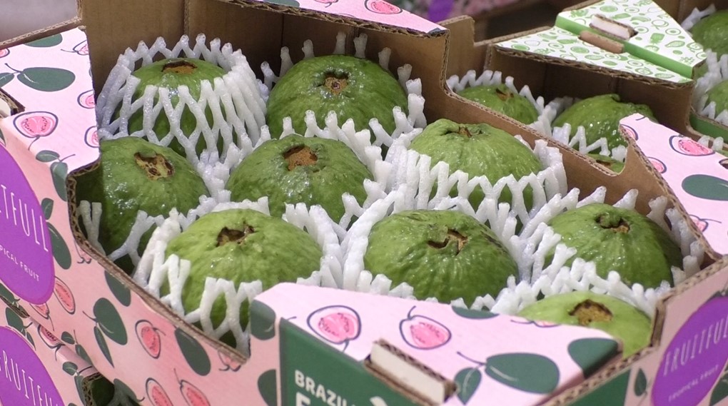 Pequena cooperativa de goiaba no Paraná acessa mercado internacional 