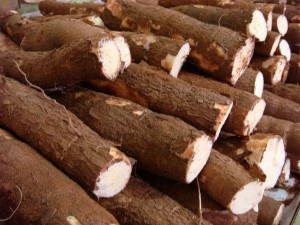 Propriedade é selecionada para implantação de mandioca geneticamente modificada