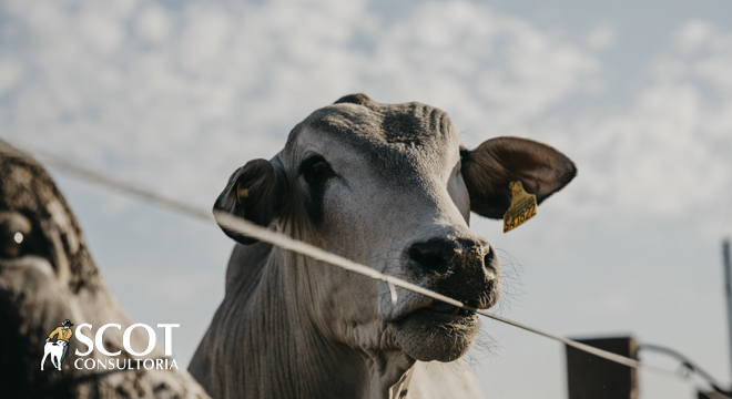 Mercado do boi gordo: sem alteração de preço nas praças paulistas