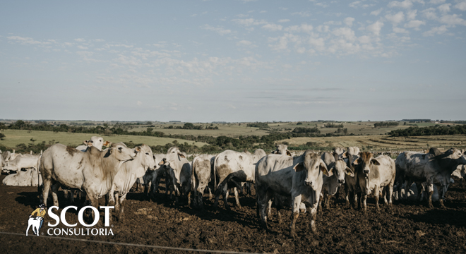 Mercado do boi gordo: estabilidade em São Paulo