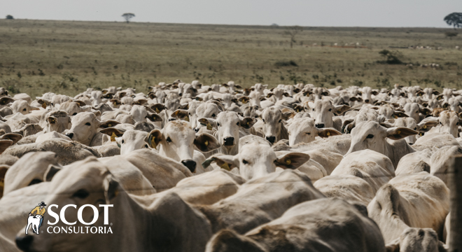 Mercado do boi gordo: estabilidade em São Paulo