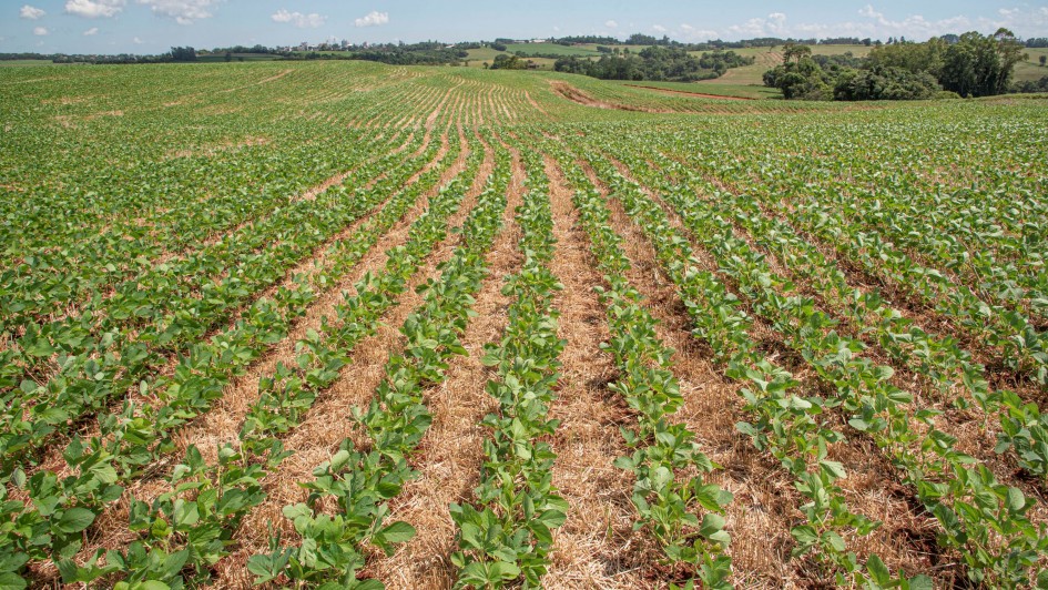 Ferrugem asiática da soja tem primeiros focos identificados na safra 2024/2025