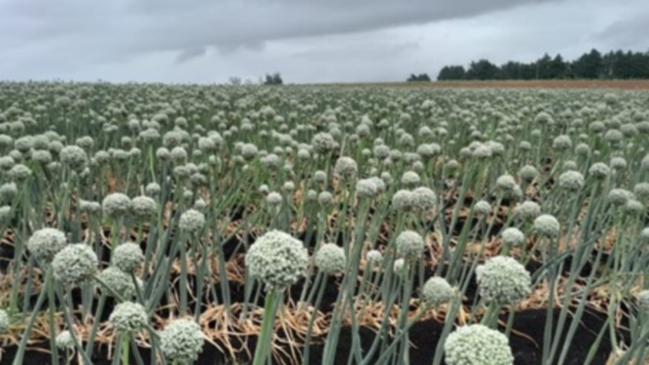 Olerícolas de consumo e de sementes têm bom potencial produtivo no RS