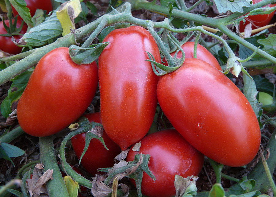 Pesquisa identifica nematoide nocivo ao cultivo de tomate industrial em Goiás