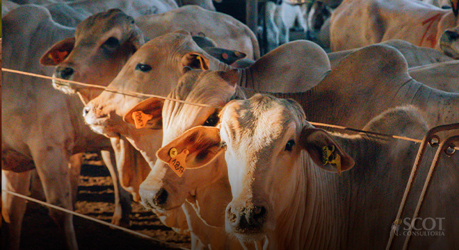 Exportação de bovinos vivos em agosto