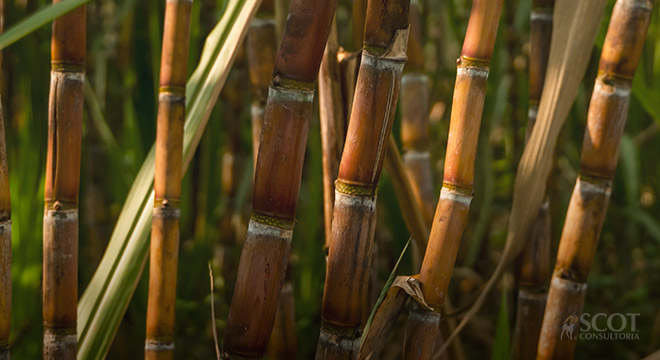 Cana-de-açúcar: do boom de área à estagnação da produtividade