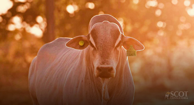 Obrigatoriedade da rastreabilidade bovina no Pará abre debate sobre impactos no mercado de boi