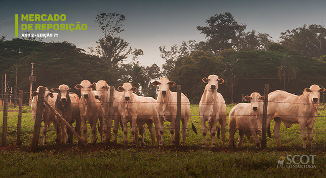 Mercado de reposição - Edição 71 - A passos lentos
