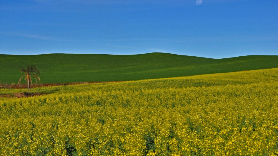 Inicia colheita da canola no RS