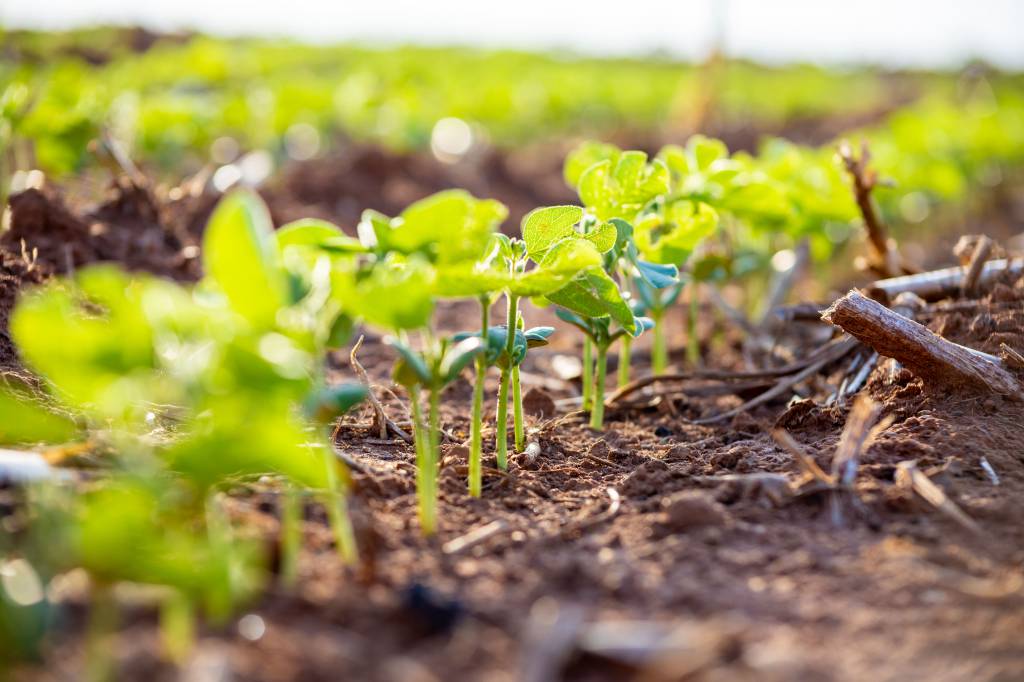 Dia Mundial do Solo: setor produtivo garante preservação do solo com adoção de práticas sustentáveis