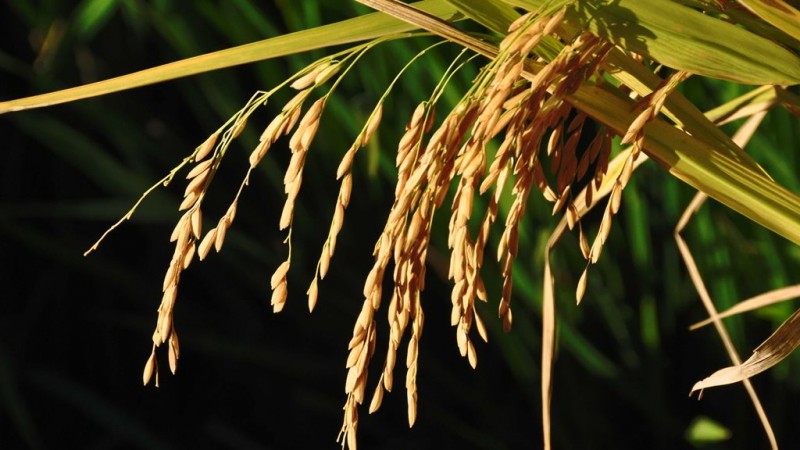 Área plantada de arroz na Safra 2024/2025 deve ter crescimento de 5,3%