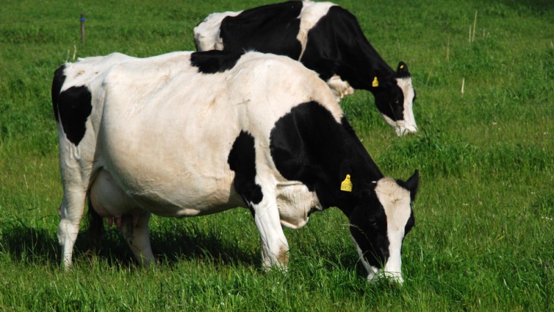 Inverno frio e úmido não causou desconforto térmico ao rebanho de leite no RS