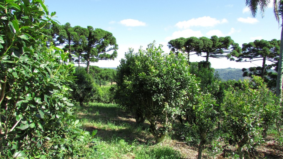 RS institui Plano Estadual para Qualificação e Desenvolvimento Estratégico da Cadeia Produtiva da Erva Mate