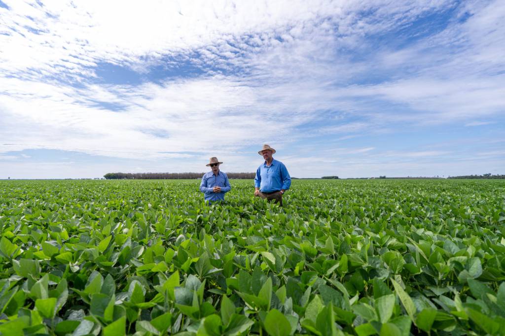 MT Clima e Mercado acompanha avanço da safra na região leste de Mato Grosso