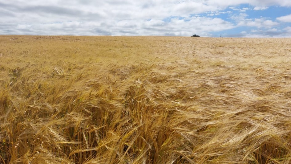 Preços do trigo seguem em baixa no RS, mas se estabilizam no PR
