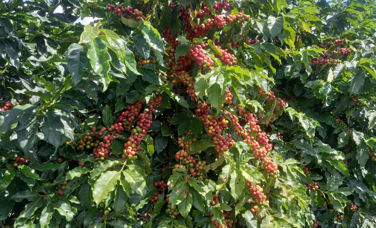 Café arábica da Nova Alta Paulista recebe selo de indicação geográfica