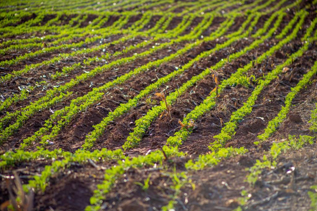 Aprosoja MT destaca práticas agrícolas que favorecem sequestro de carbono e conservação ambiental no campo